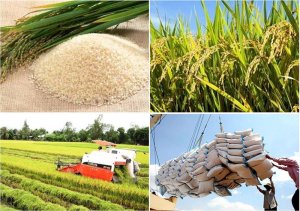 Xuất khẩu gạo: C&acirc;u chuyện thương hiệu v&agrave; uy t&iacute;n quốc gia 