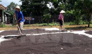 Dự kiến lượng hồ ti&ecirc;u tồn kho cho năm 2024 sẽ thấp nhất trong nhiều năm gần đ&acirc;y