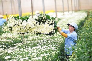 Năm 2023, ng&agrave;nh hoa v&agrave; c&acirc;y cảnh đạt gi&aacute; trị 45.000 tỷ đồng 