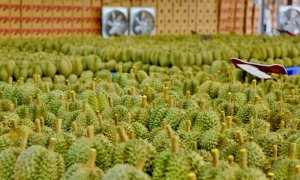 Xuất khẩu rau quả 2 th&aacute;ng đầu năm đạt 724 triệu USD, giảm 11%