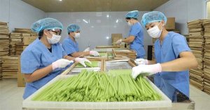 N&acirc;ng cao năng suất lao động trong kinh tế n&ocirc;ng nghiệp - n&ocirc;ng th&ocirc;n