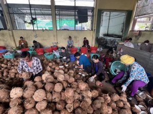 Để ph&aacute;t triển bền vững ng&agrave;nh dừa Việt Nam