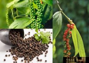 Gi&aacute; ti&ecirc;u h&ocirc;m nay 6/1/2025, trong nước cao nhất 150.000 đồng/kg