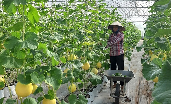 TP.Hồ Chí Minh: Đẩy mạnh phát triển tiềm lực công nghiệp sinh học ngành nông nghiệp