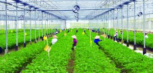 Thực trạng v&agrave; giải ph&aacute;p ph&aacute;t triển doanh nghiệp n&ocirc;ng nghiệp ở Việt Nam