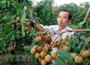 X&acirc;y dựng v&ugrave;ng nguy&ecirc;n liệu tr&aacute;i c&acirc;y tại Đồng bằng s&ocirc;ng Cửu Long 