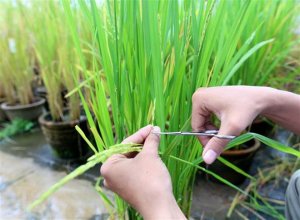 Đưa giống l&uacute;a chịu ph&egrave;n tr&ecirc;n v&ugrave;ng đất Th&aacute;p Mười v&agrave;o sản xuất