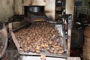 Dự b&aacute;o xuất khẩu điều tăng mạnh, Vinacas cảnh b&aacute;o về an to&agrave;n thực phẩm