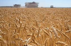 FAO: Gi&aacute; lương thực thế giới tăng l&ecirc;n mức cao nhất trong 10 năm qua