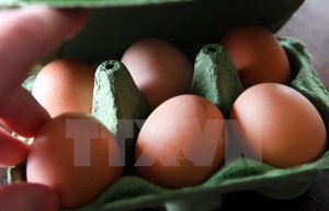 Nhật Bản lai tạo thành công gà đẻ trứng chữa bệnh với chi phí thấp