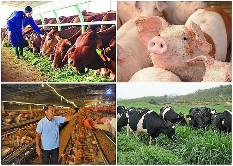 Tự chủ giống vật nu&ocirc;i: &ldquo;Ch&igrave;a kh&oacute;a v&agrave;ng&rdquo; n&acirc;ng tầm vị thế chăn nu&ocirc;i