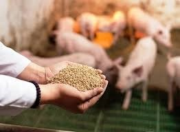 Việt Nam đang nỗ lực giảm bớt sự phụ thuộc v&agrave;o nguồn nguy&ecirc;n liệu nhập khẩu thức ăn chăn nu&ocirc;i