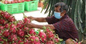 M&atilde; số v&ugrave;ng trồng: Th&aacute;ch thức v&agrave; hệ lụy