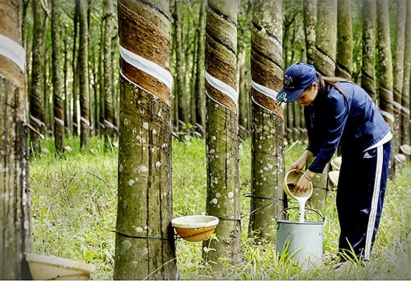 Xuất khẩu cao su đối diện sức &eacute;p từ gi&aacute; v&agrave; quy định m&ocirc;i trường