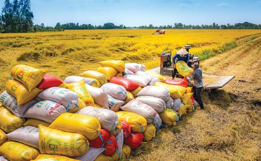 Xuất khẩu gạo năm 2025 sụt giảm mạnh v&agrave; triển vọng &ldquo;chuyển m&igrave;nh&rdquo; năm 2026