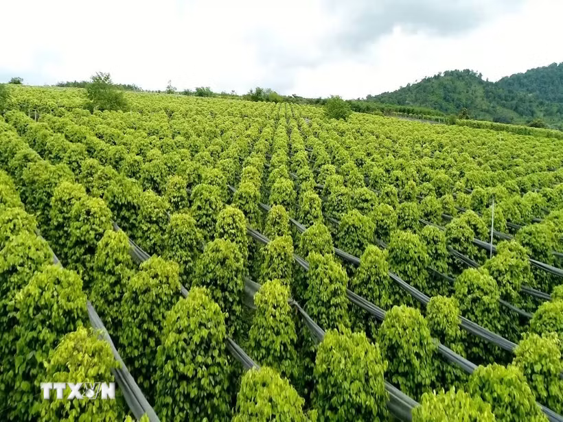 Xuất khẩu hồ tiêu của cả nước trong 5 tháng năm 2026 duy trì tăng trưởng khá