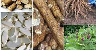 Xuất khẩu sắn v&agrave; sản phẩm sắn qu&yacute; I/2026 tăng cả khối lượng v&agrave; trị gi&aacute; 