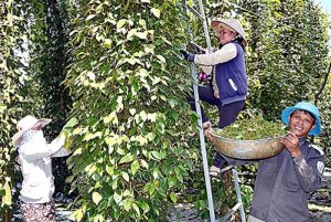 Xuất khẩu hồ ti&ecirc;u quyết gi&agrave;nh lại mốc tỷ USD