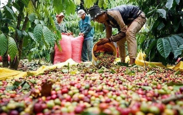 Y&ecirc;u cầu tất yếu để n&acirc;ng cao gi&aacute; trị ng&agrave;nh c&agrave; ph&ecirc;